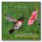 1998 Dance Of The Hummingbird