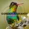 2019 Hummingbird + The Maze (Single)