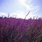 Mixedmartin - Fields Of Lavender