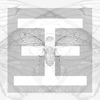 Reflections - Cicada (Instrumental) (Single)