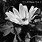 Cantodea Dianthus - V.C.H. Music Vol.I